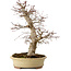Acer palmatum, 40 cm, ± 30 years old, in a handmade Japanese pot by Eime Yozan, with a nebari of 9 cm