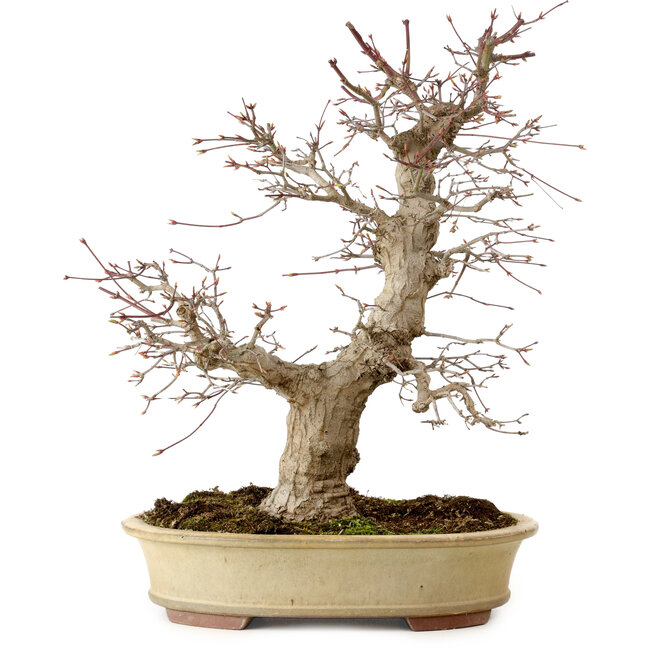 Acer palmatum, 40 cm, ± 30 anni, in vaso giapponese fatto a mano da Eime Yozan, con nebari di 9 cm