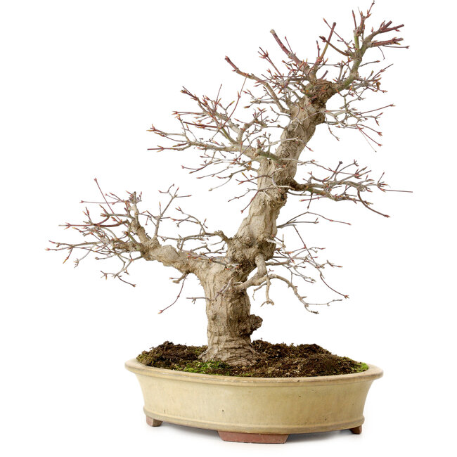 Acer palmatum, 40 cm, ca. 30 Jahre alt, in einem handgefertigten japanischen Topf von Eime Yozan, mit einem Nebari von 9 cm