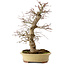 Acer palmatum, 40 cm, ± 30 anni, in vaso giapponese fatto a mano da Eime Yozan, con nebari di 9 cm