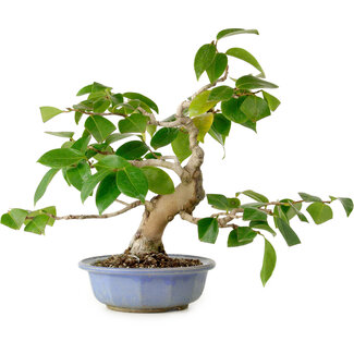 Camellia japonica, 31 cm, ± 20 anni