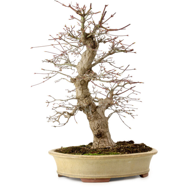 Acer palmatum, 40 cm, ± 30 anni, in vaso giapponese fatto a mano da Eime Yozan, con nebari di 9 cm