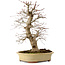 Acer palmatum, 40 cm, ± 30 jaar oud, in een handgemaakte Japanse pot van Eime Yozan, met een nebari van 9 cm.