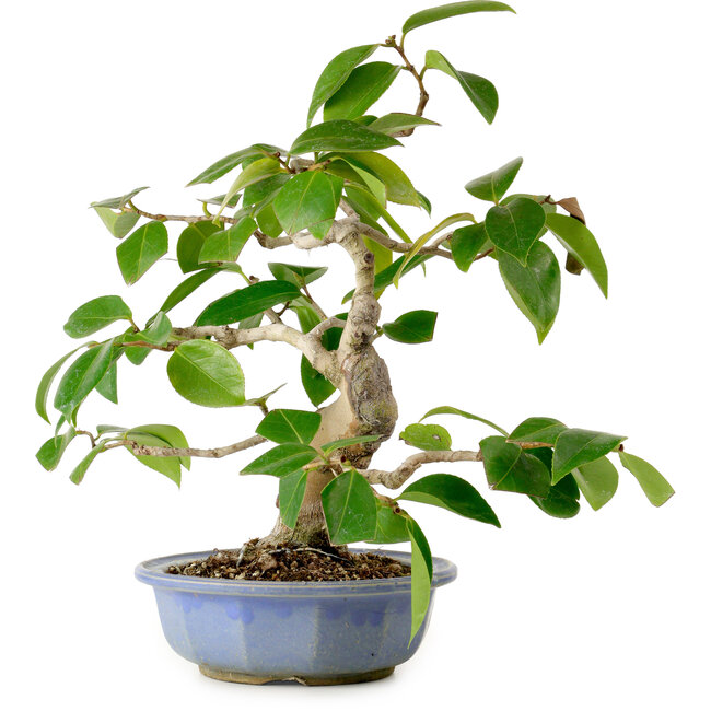 Camellia japonica, 31 cm, ± 20 ans, avec un nebari de 7 cm