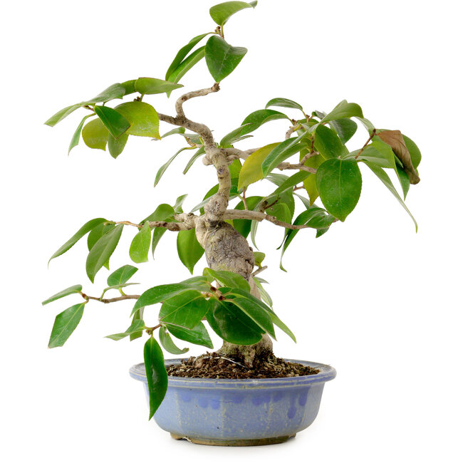 Camellia japonica, 31 cm, ± 20 Jahre alt, mit einem Nebari von 7 cm