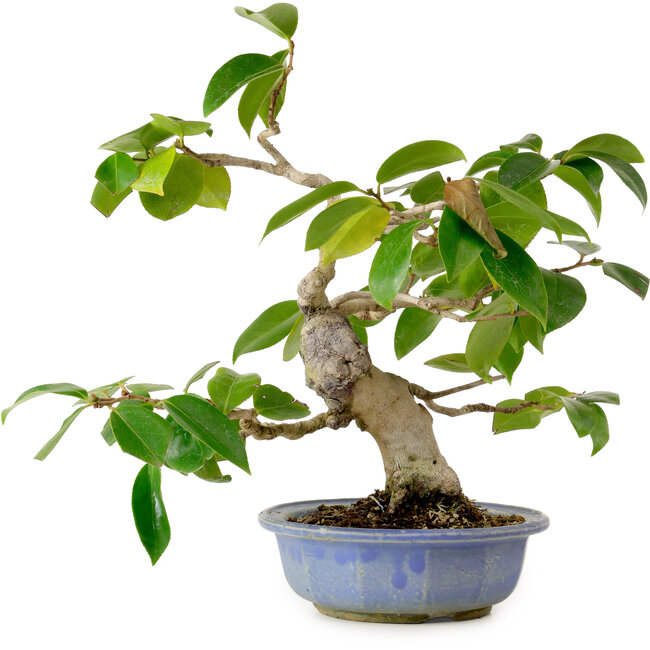 Camellia japonica, 31 cm, ± 20 anni, con nebari di 7 cm