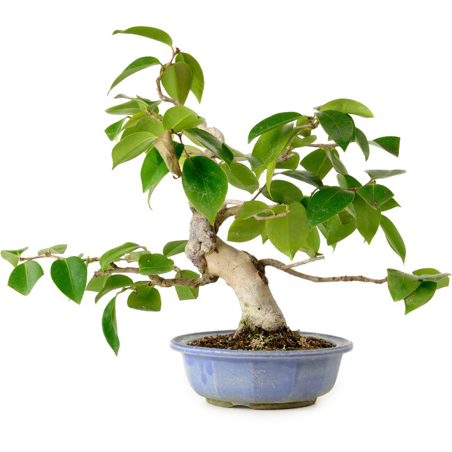 Camellia japonica, 31 cm, ± 20 years old, with a nebari of 7 cm