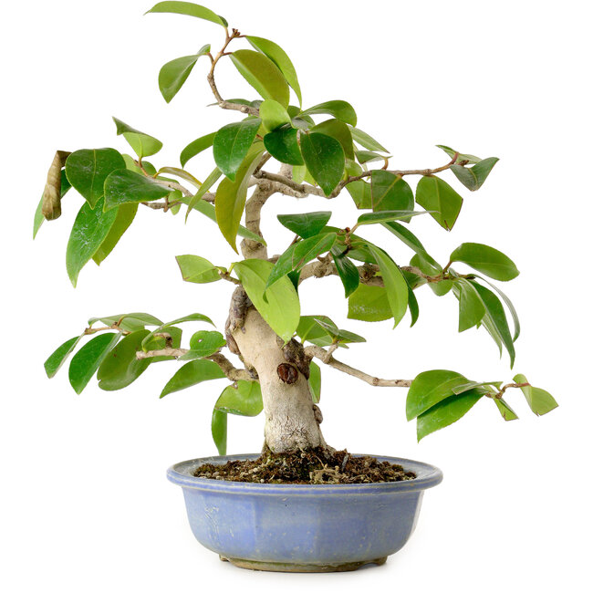 Camellia japonica, 31 cm, ± 20 ans, avec un nebari de 7 cm
