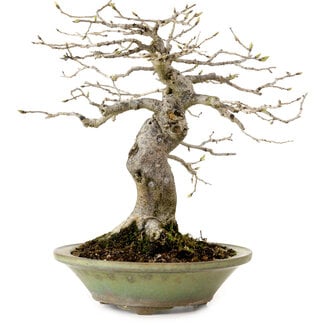 Diospyros kaki, 26 cm, ± 20 anni