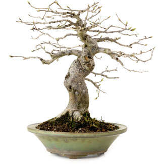 Diospyros kaki, 26 cm, ± 20 years old