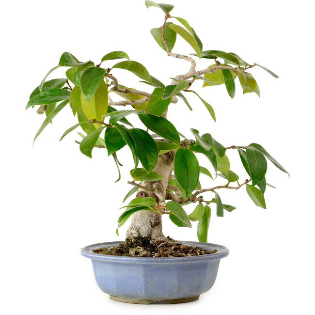 Camellia japonica, 31 cm, ± 20 años de edad, con un nebari de 7 cm.