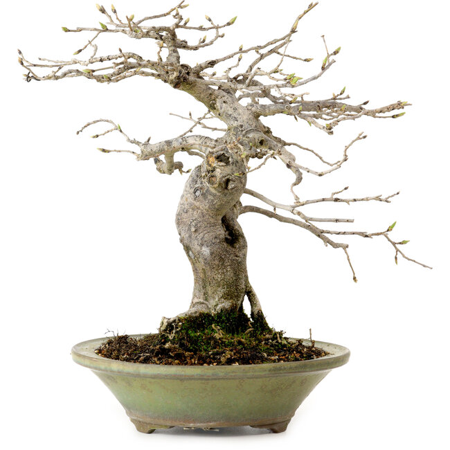 Diospyros kaki, 26 cm, ± 20 anni