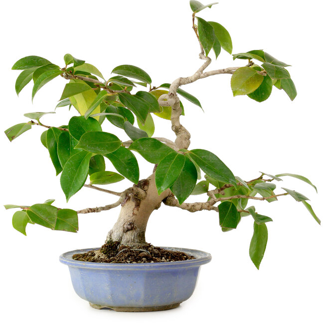 Camellia japonica, 31 cm, ± 20 anni, con nebari di 7 cm