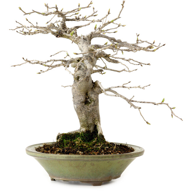 Diospyros kaki, 26 cm, ± 20 anni