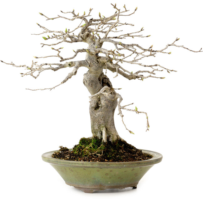 Diospyros kaki, 26 cm, ± 20 ans