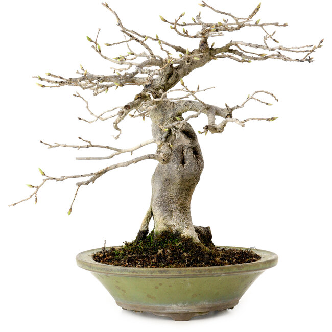 Diospyros kaki, 26 cm, ± 20 jaar oud