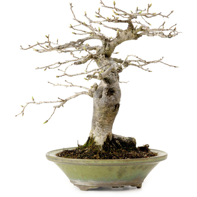 Diospyros kaki, 26 cm, ± 20 ans