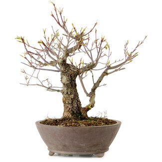 Acer palmatum Arakawa, 26 cm, ± 20 jaar oud