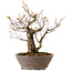 Acer palmatum Arakawa, 26 cm, ± 20 anni, con nebari di 8 cm