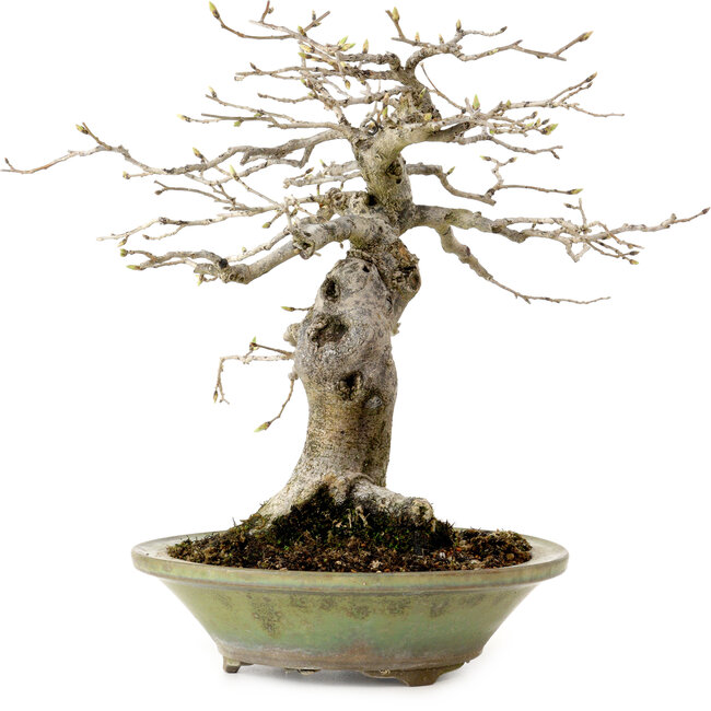 Diospyros kaki, 26 cm, ± 20 anni