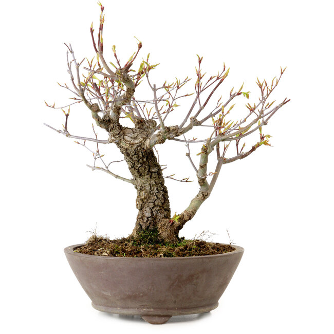 Acer palmatum Arakawa, 26 cm, ± 20 years old, with a nebari of 8 cm