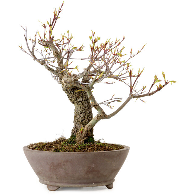 Acer palmatum Arakawa, 26 cm, ± 20 jaar oud, met een nebari van 8 cm