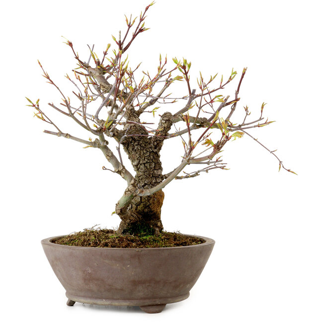 Acer palmatum Arakawa, 26 cm, ± 20 years old, with a nebari of 8 cm