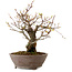 Acer palmatum Arakawa, 26 cm, ± 20 years old, with a nebari of 8 cm