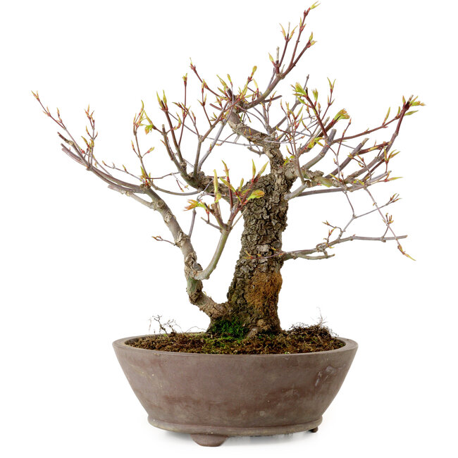 Acer palmatum Arakawa, 26 cm, ± 20 jaar oud, met een nebari van 8 cm
