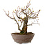 Acer palmatum Arakawa, 26 cm, ± 20 anni, con nebari di 8 cm