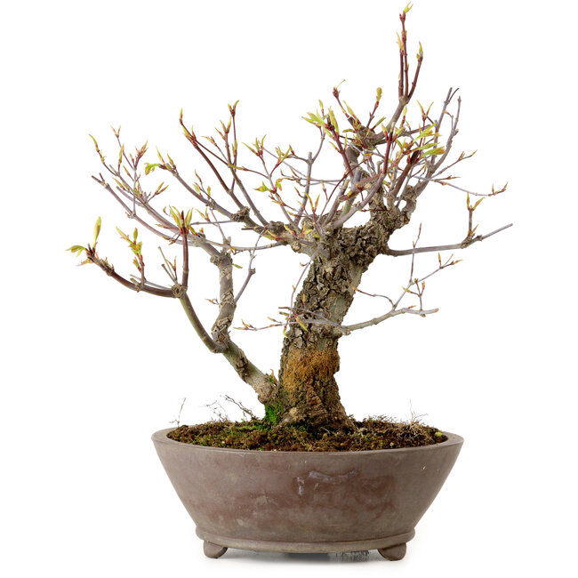 Acer palmatum Arakawa, 26 cm, ± 20 años, con un nebari de 8 cm