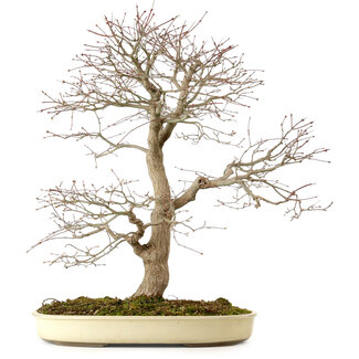 Acer palmatum, 52 cm, ± 35 Jahre alt