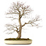 Acer palmatum, 52 cm, ± 35 years old, with a nebari of 8 cm