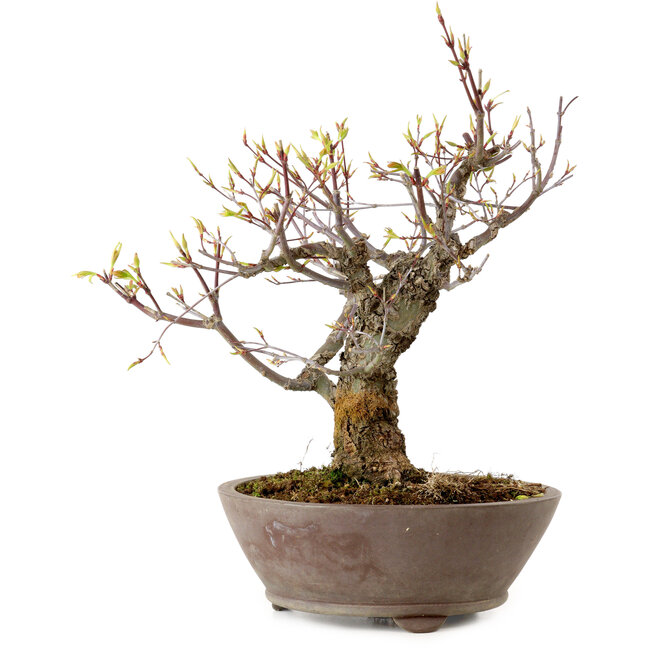 Acer palmatum Arakawa, 26 cm, ± 20 years old, with a nebari of 8 cm