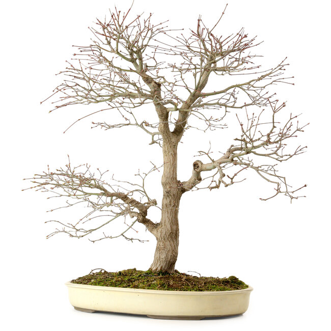 Acer palmatum, 52 cm, ± 35 anni, con nebari di 8 cm