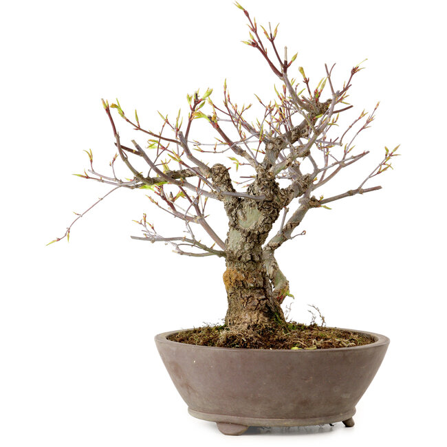 Acer palmatum Arakawa, 26 cm, ± 20 jaar oud, met een nebari van 8 cm