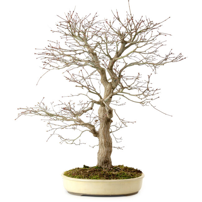 Acer palmatum, 52 cm, ± 35 anni, con nebari di 8 cm