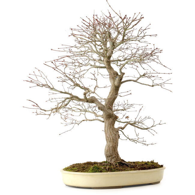 Acer palmatum, 52 cm, ± 35 years old, with a nebari of 8 cm