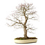 Acer palmatum, 52 cm, ± 35 years old, with a nebari of 8 cm