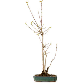 Acer buergerianum, 52 cm, ± 10 anni