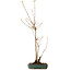 Acer buergerianum, 52 cm, ± 10 ans, avec un nebari de 4 cm