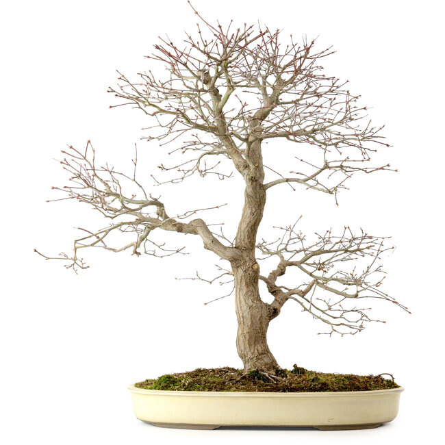 Acer palmatum, 52 cm, ± 35 jaar oud, met een nebari van 8 cm