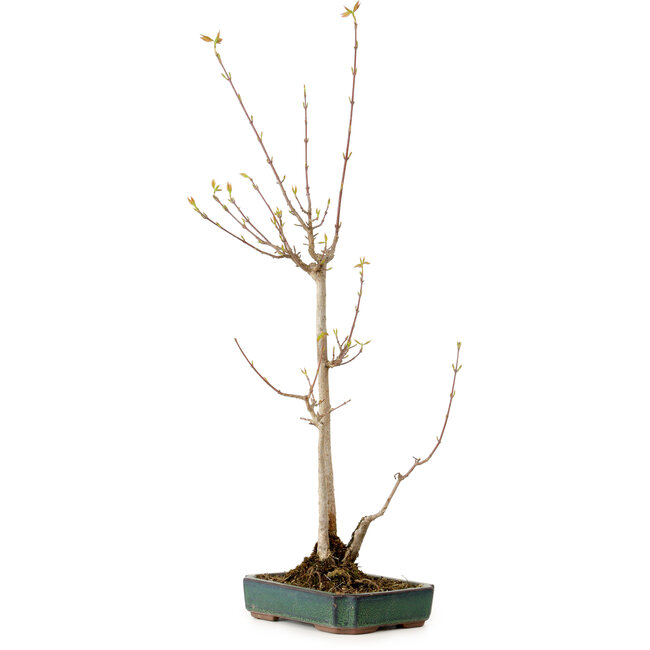 Acer buergerianum, 52 cm, ± 10 ans, avec un nebari de 4 cm