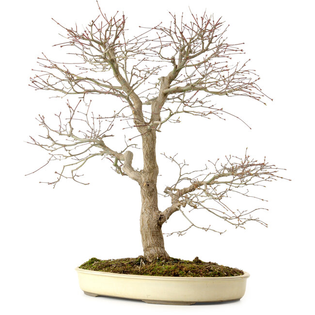 Acer palmatum, 52 cm, ± 35 años, con un nebari de 8 cm