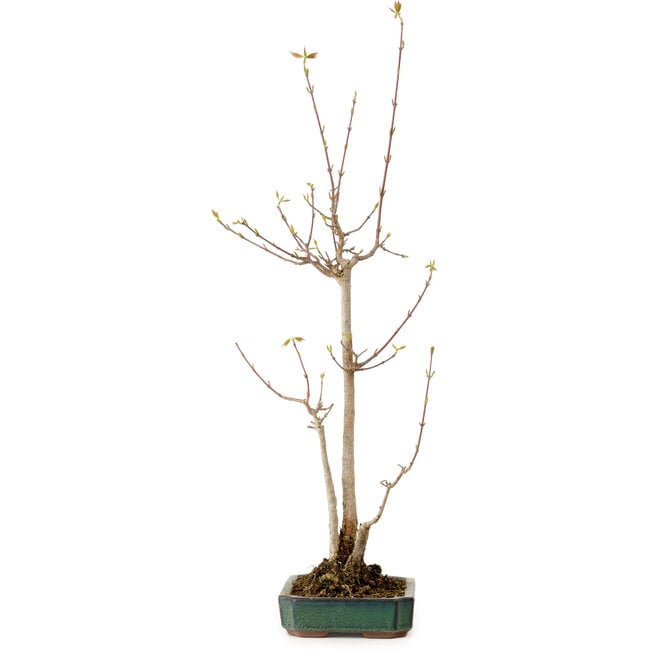 Acer buergerianum, 52 cm, ± 10 Jahre alt, mit einem Wurzelhals von 4 cm