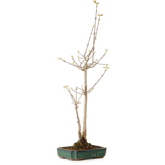 Acer buergerianum, 52 cm, ± 10 anni, con nebari di 4 cm