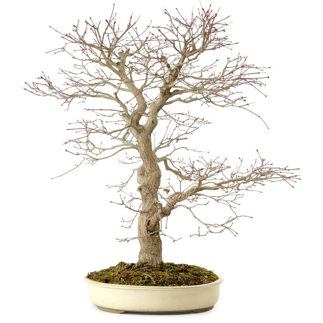 Acer palmatum, 52 cm, ± 35 años, con un nebari de 8 cm