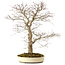 Acer palmatum, 52 cm, ± 35 years old, with a nebari of 8 cm