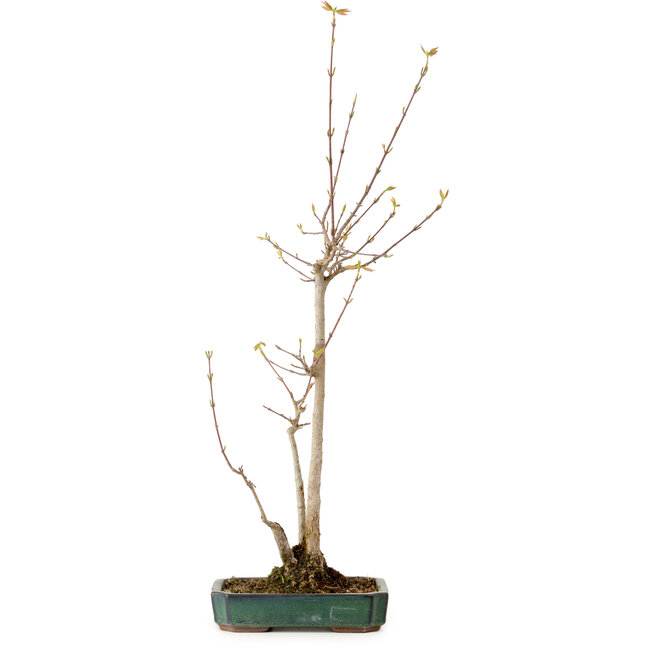 Acer buergerianum, 52 cm, ± 10 jaar oud, met een nebari van 4 cm