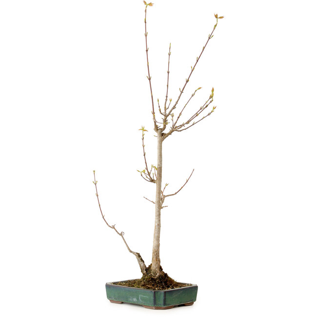 Acer buergerianum, 52 cm, ± 10 Jahre alt, mit einem Wurzelhals von 4 cm